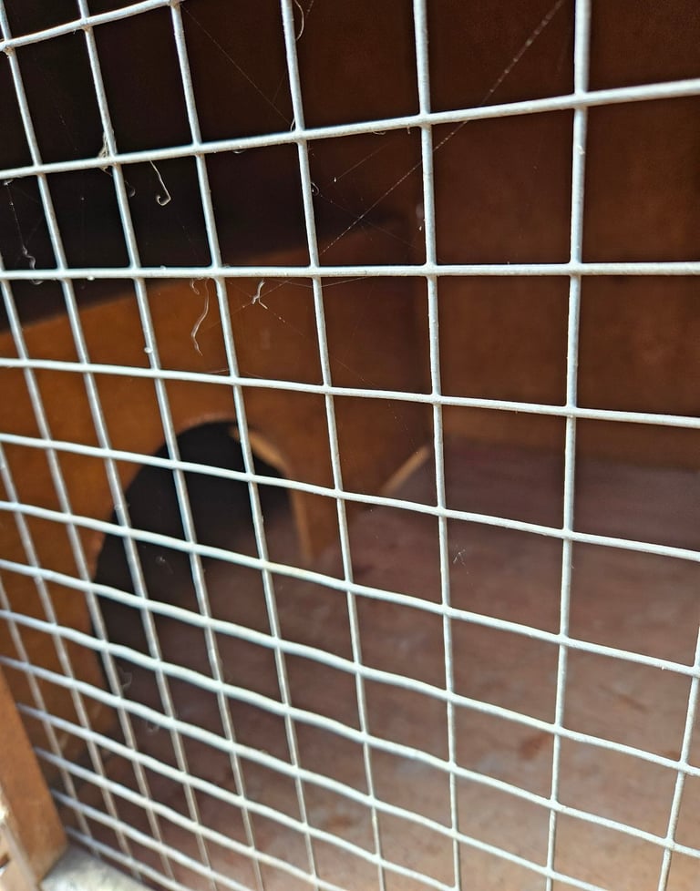 Dwarf rabbit/guinea pig hutch