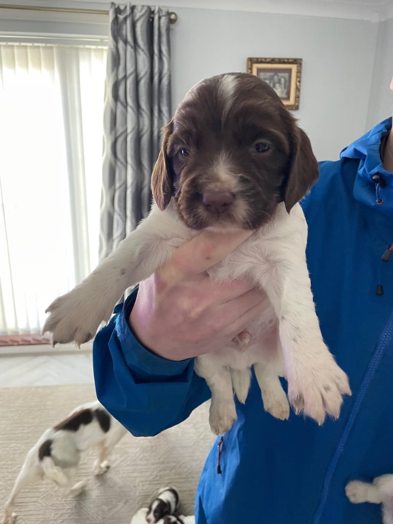 Springer spaniels for sale