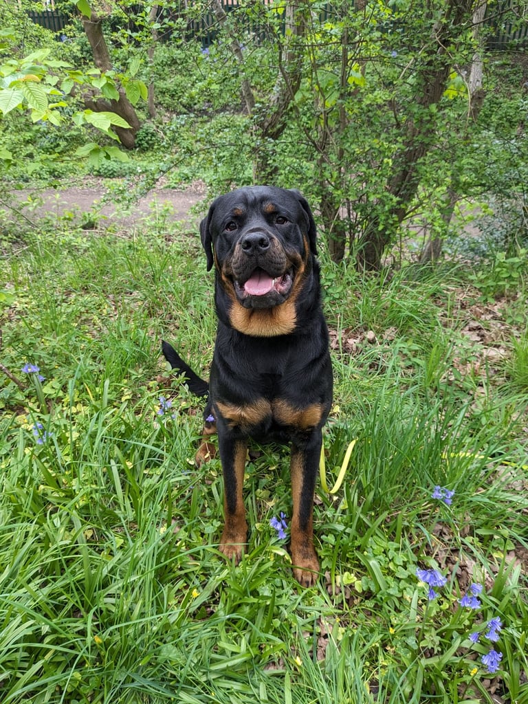 Rottweiler 