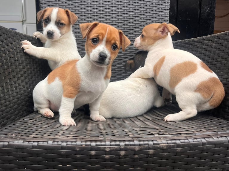 Miniature Jack Russell puppy’s 