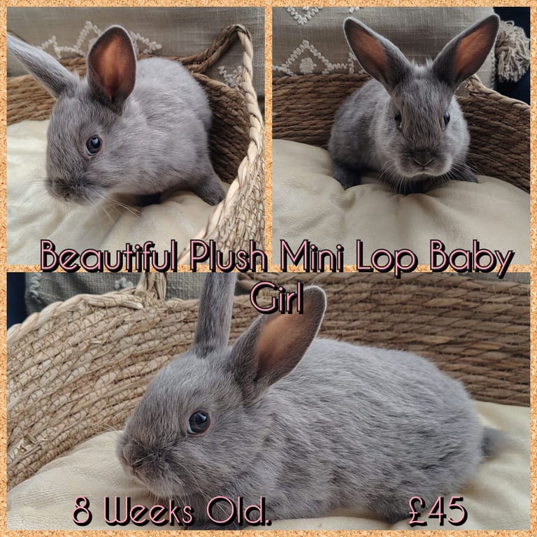 Beautiful plush minilop baby girl 