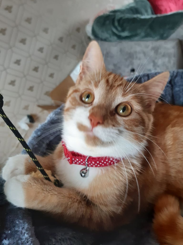 Ginger cat 