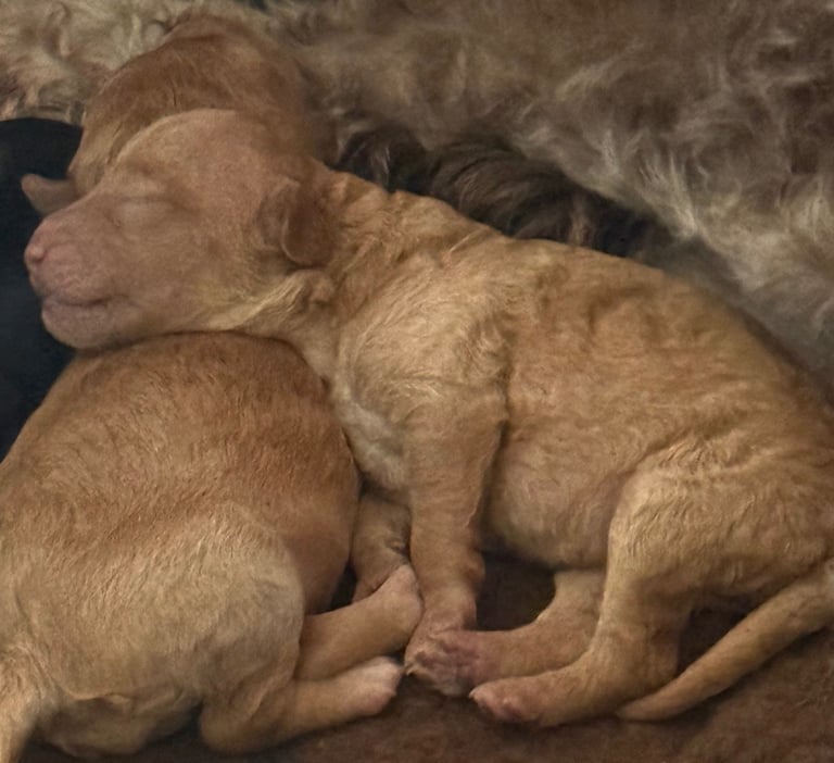 Cockapoo 