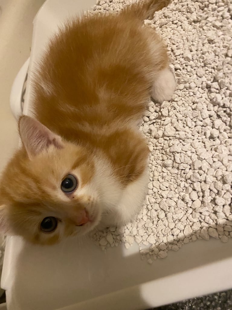 Cute white and ginger kitten