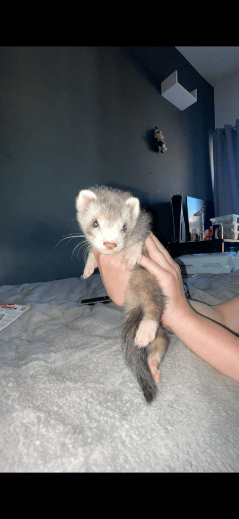 2 x ferrets 