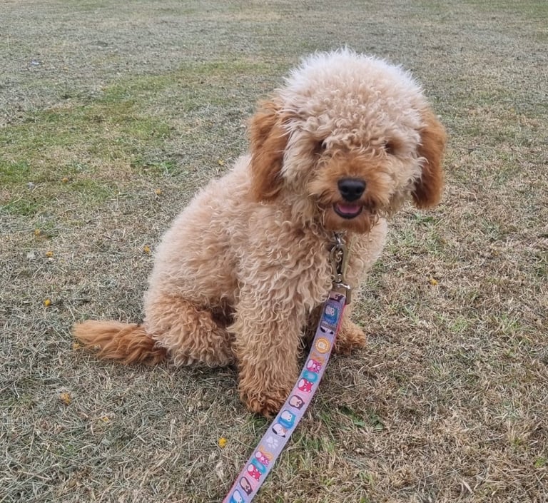 Miniature Labradoodle-