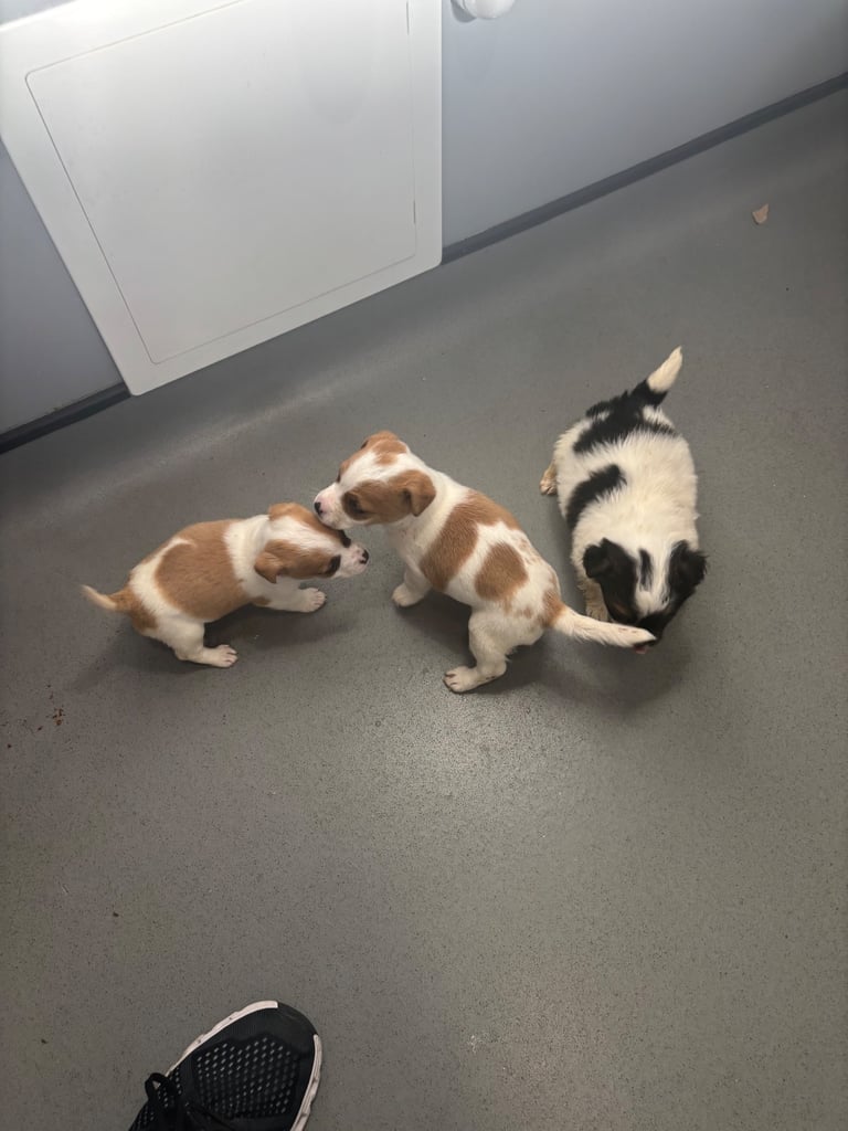 Jack Russel puppies 