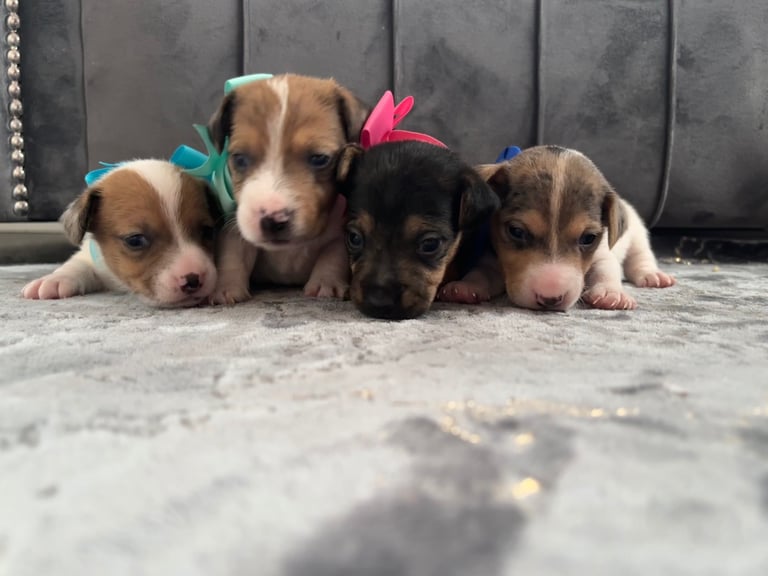 Beautiful 4 Jack Russell puppies looking for there loving forever home