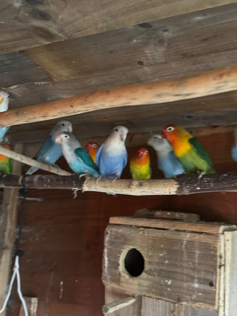 Love birds & budgies pairs 