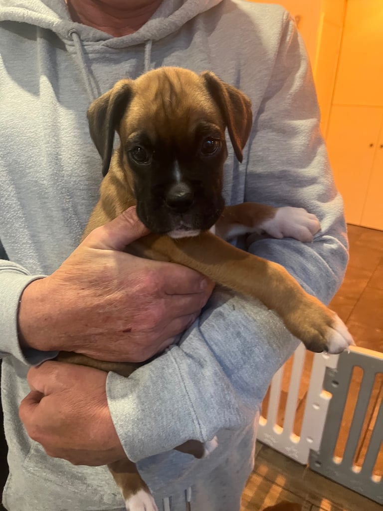 Boxers for sale. One bobtail one long tail 