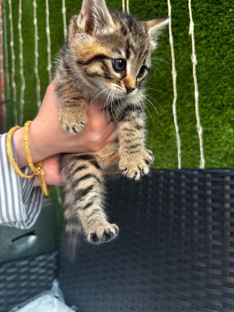 Kittens for sale 