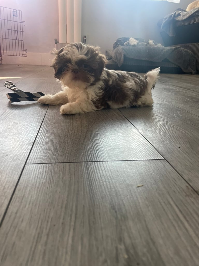 KC Shihtzu puppies looking for their 5 star homes