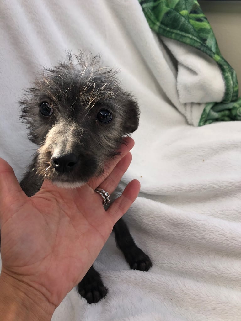 BEDDIPOO pups bedlington X toy poodle  