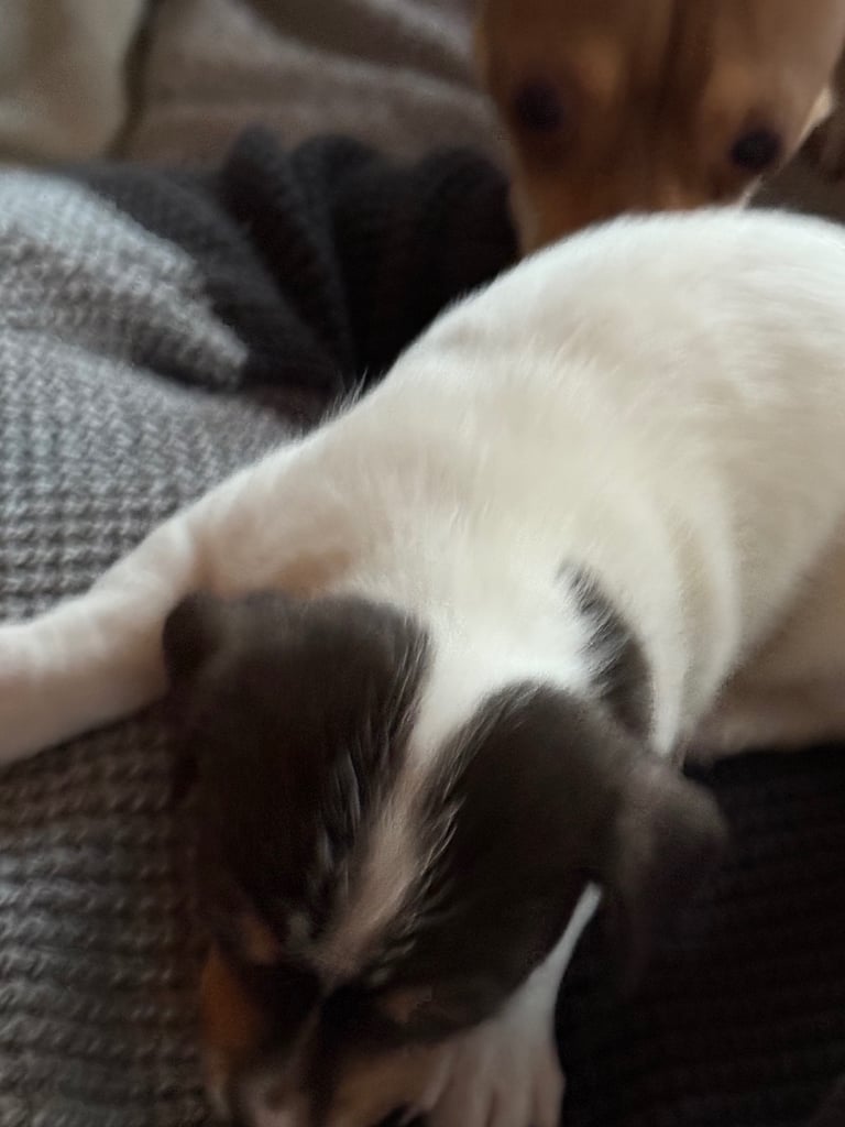 Jack Russell puppies 