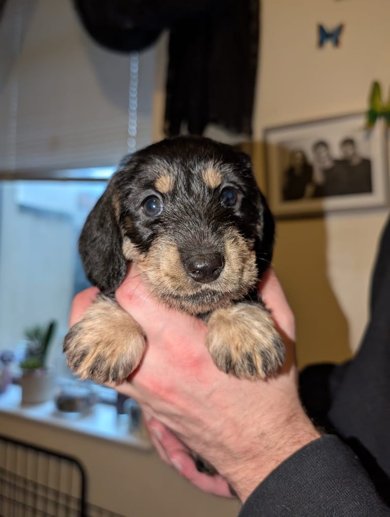 image for Miniature dachshund 