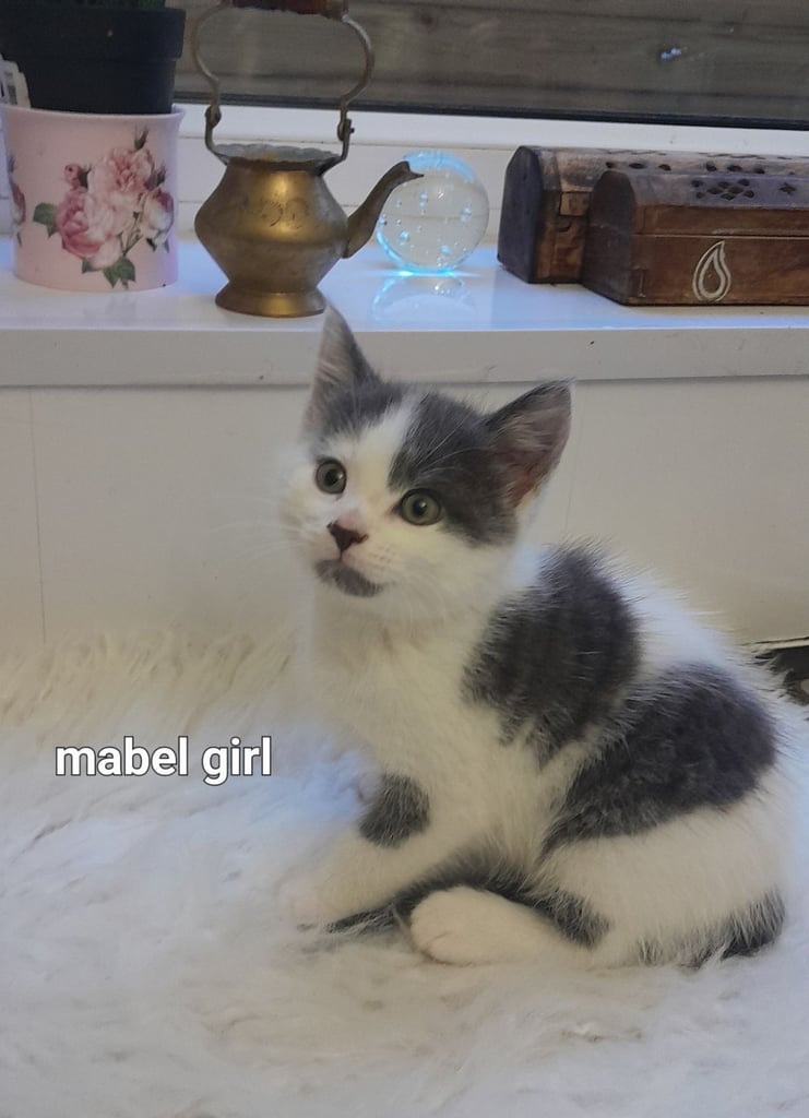  Bi colour white and blue kittens siamese/british shorthair/mix