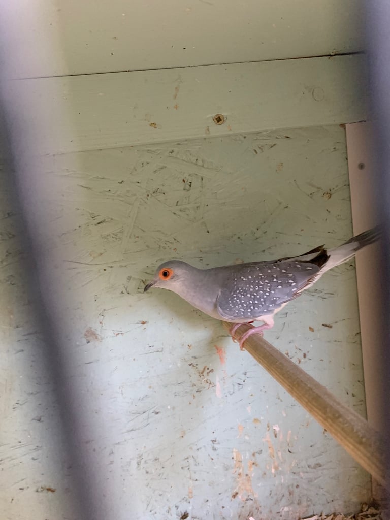 Diamond Dove £10 and Zebra Finches £5