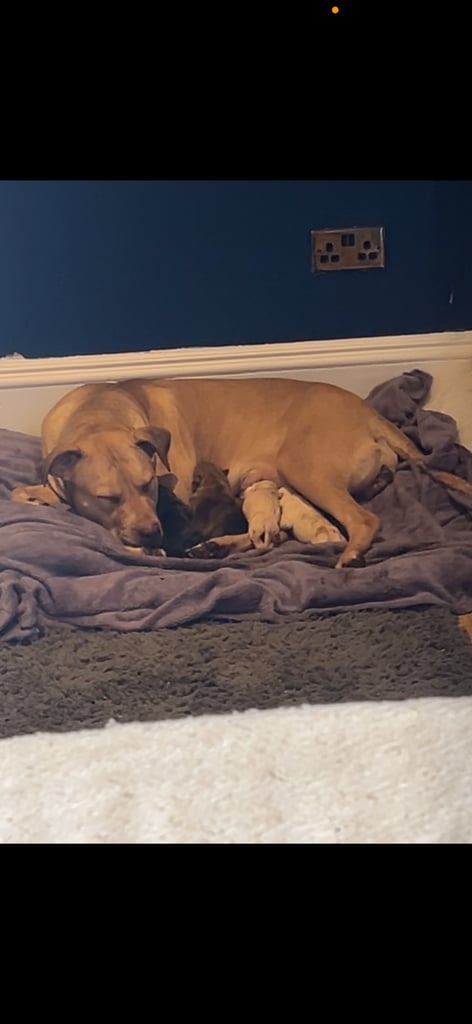 Staffy cross American bulldog