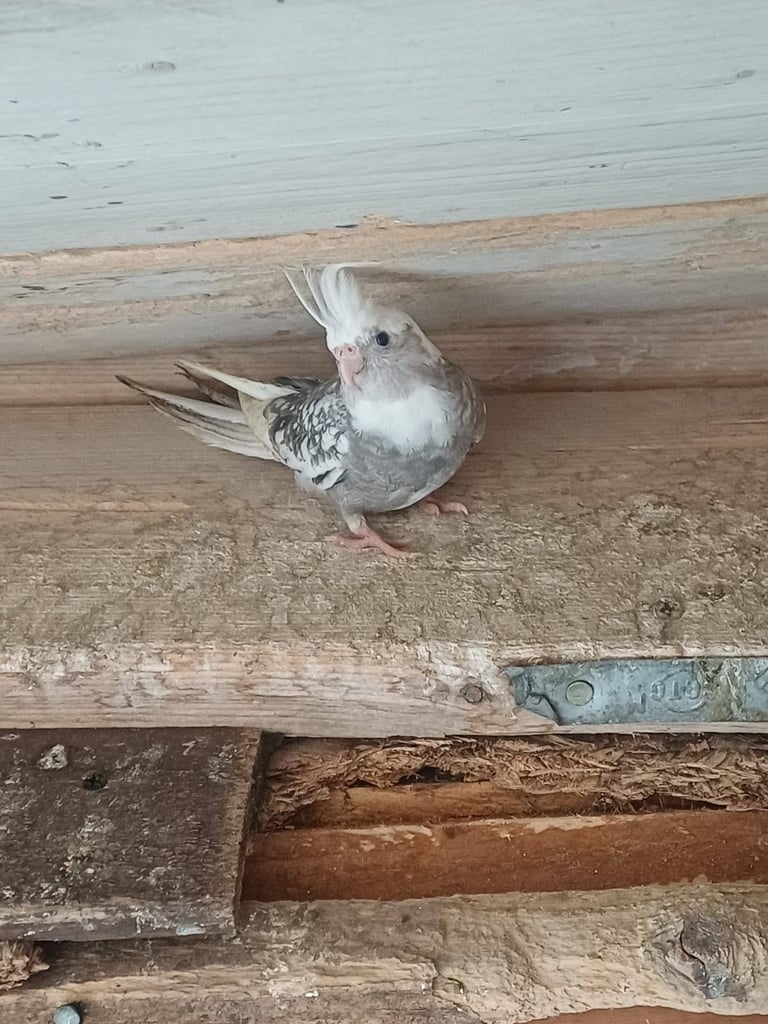 Cockatiels and rainbow budgies