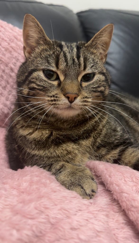 Cat- domestic shorthair 