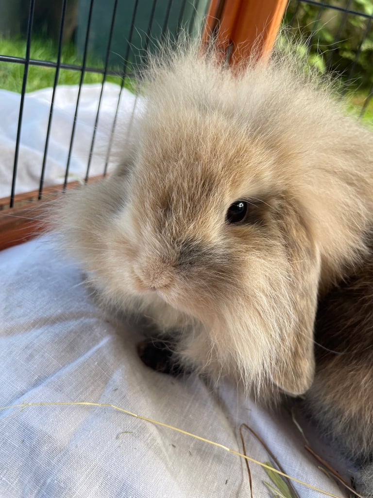 Mini Lion Lop Babies - 1 boy left 