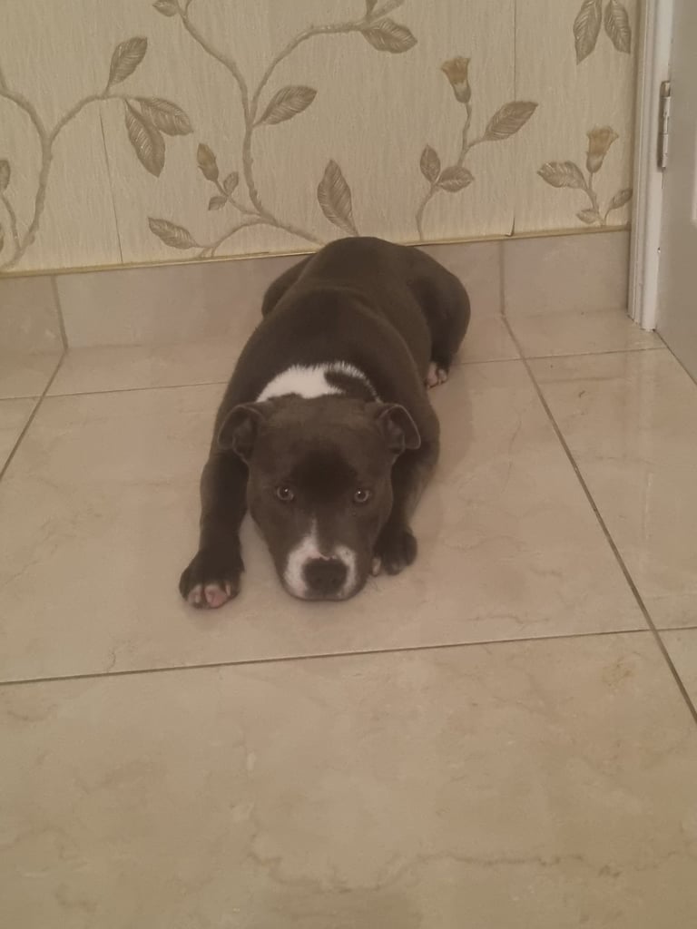 Staffordshire bull terrier kc 