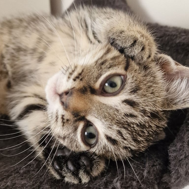 TABBY KITTEN GIRL 