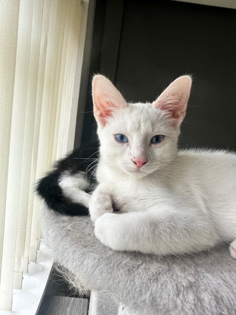 White Russian kitten 