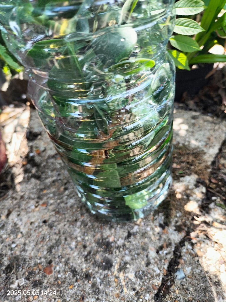 Money plant Chinese Jade plant cuttings leafs can deliver free Southampton 