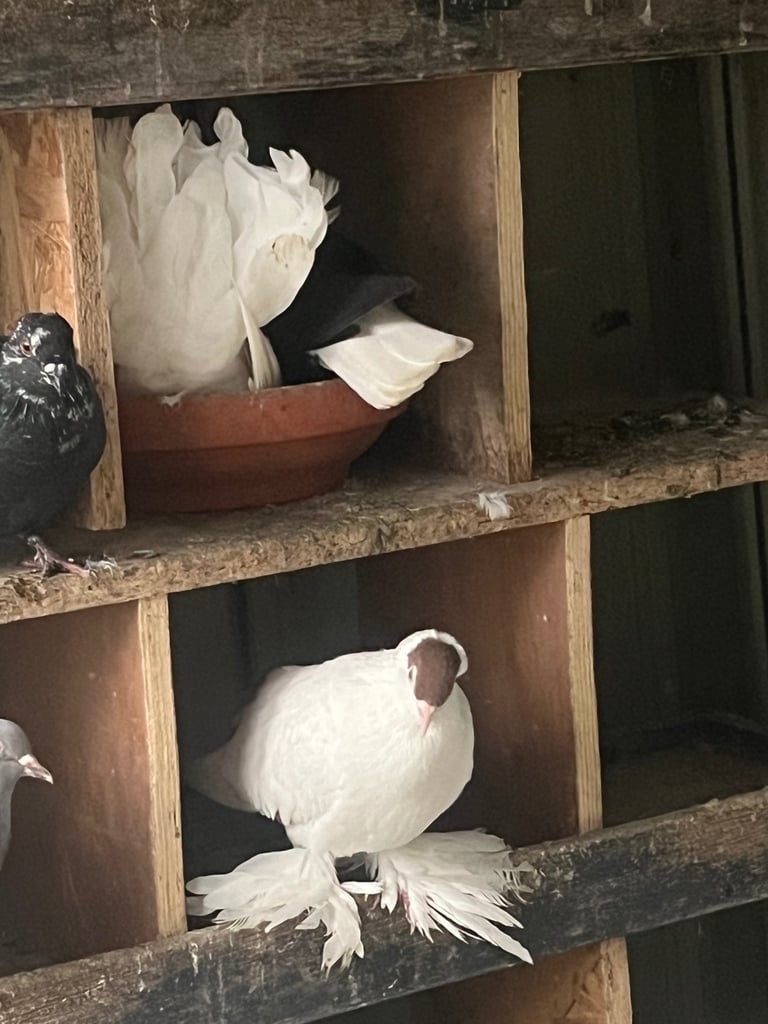 Pigeons
