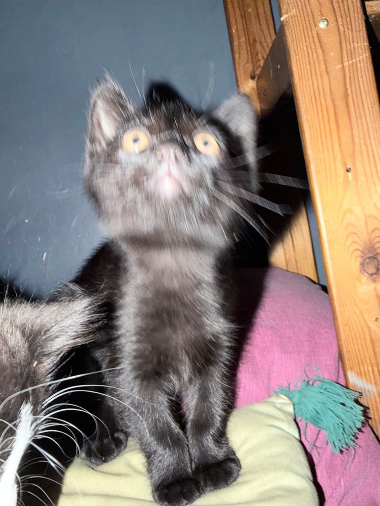 2 Female kittens looking  for forever home. 