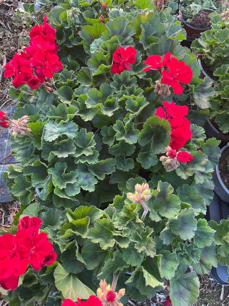 Pink and red geraniums 