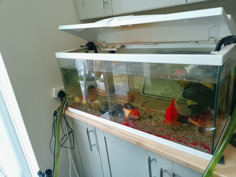 Aquarium 80 l full set up FREE to take 