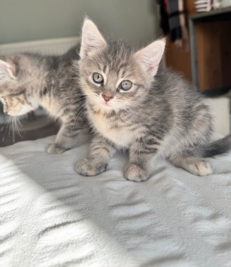 8 week old kittens ready for forever home! 