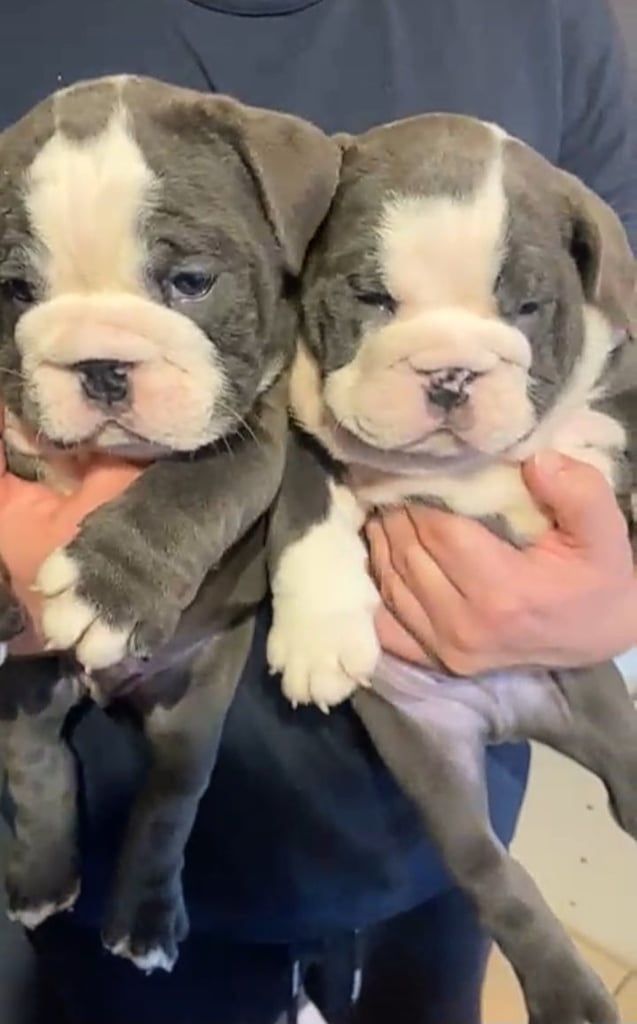 English bulldog puppies