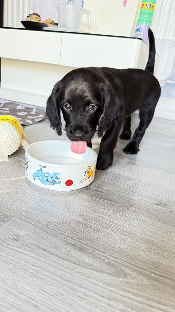Labradoodle cross cockapoo puppy’s 