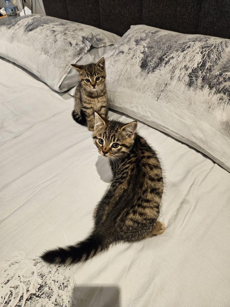 3x mixed bengal kittens 