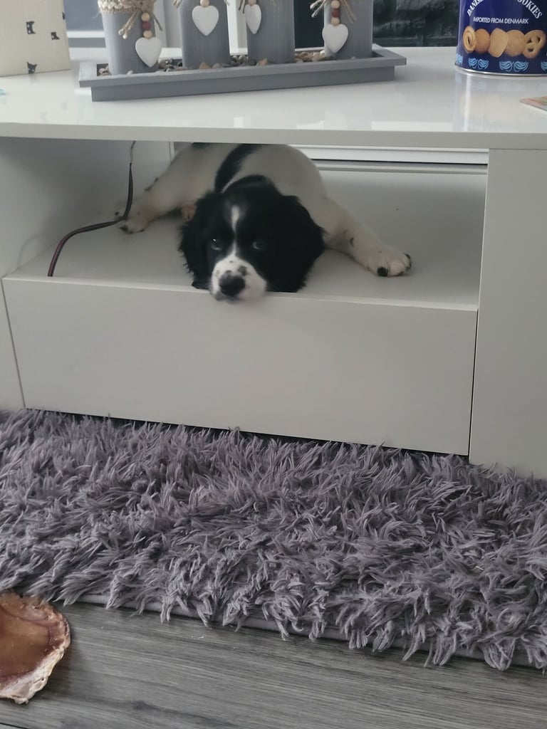 8 week old puppy