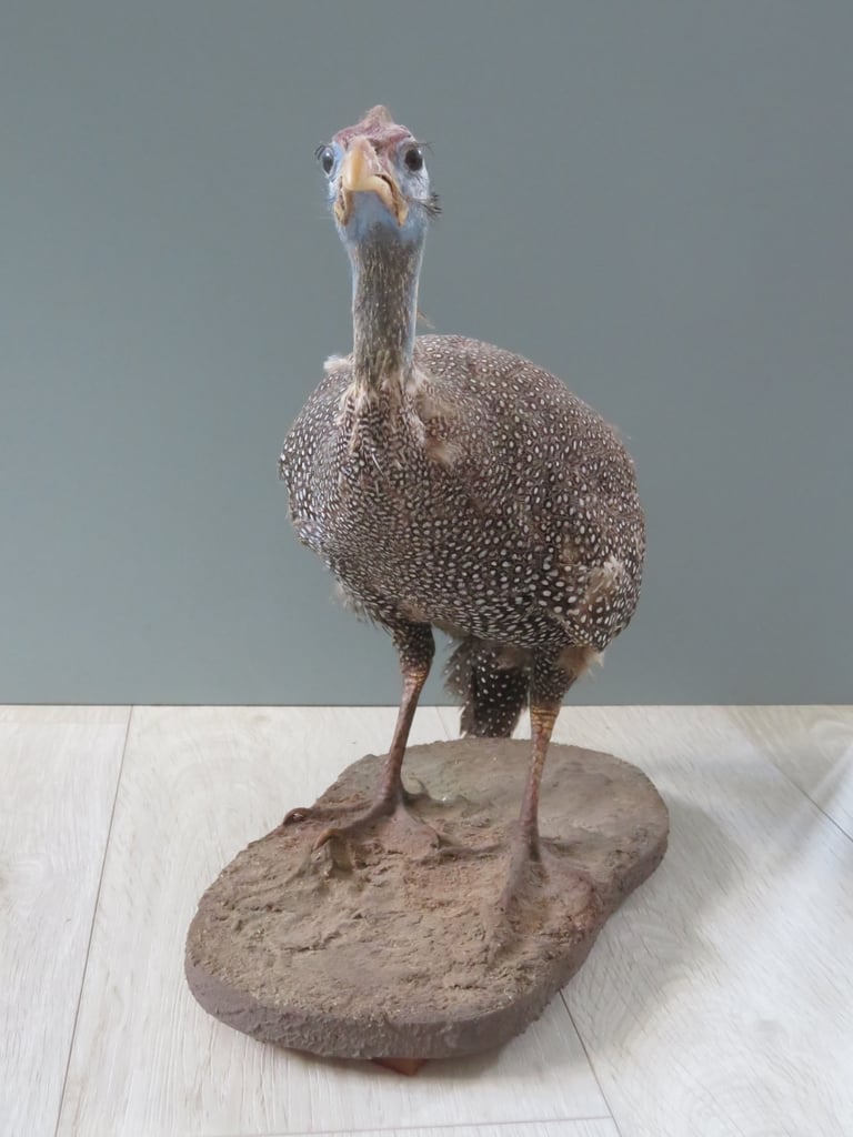 South African Guinea Fowl