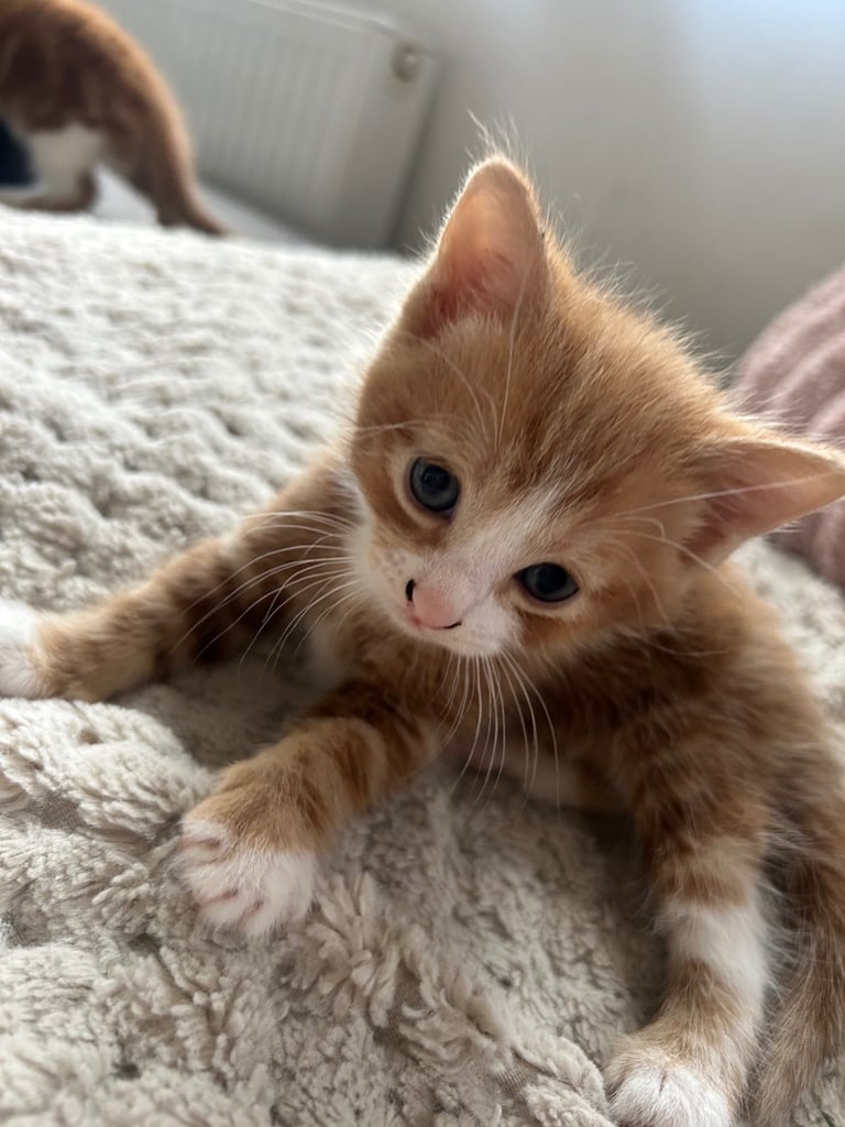 2 ginger boy kittens 