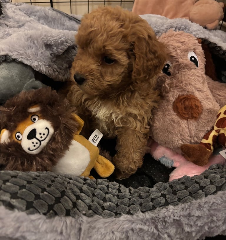 Beautiful little Cockapoo girl for sale