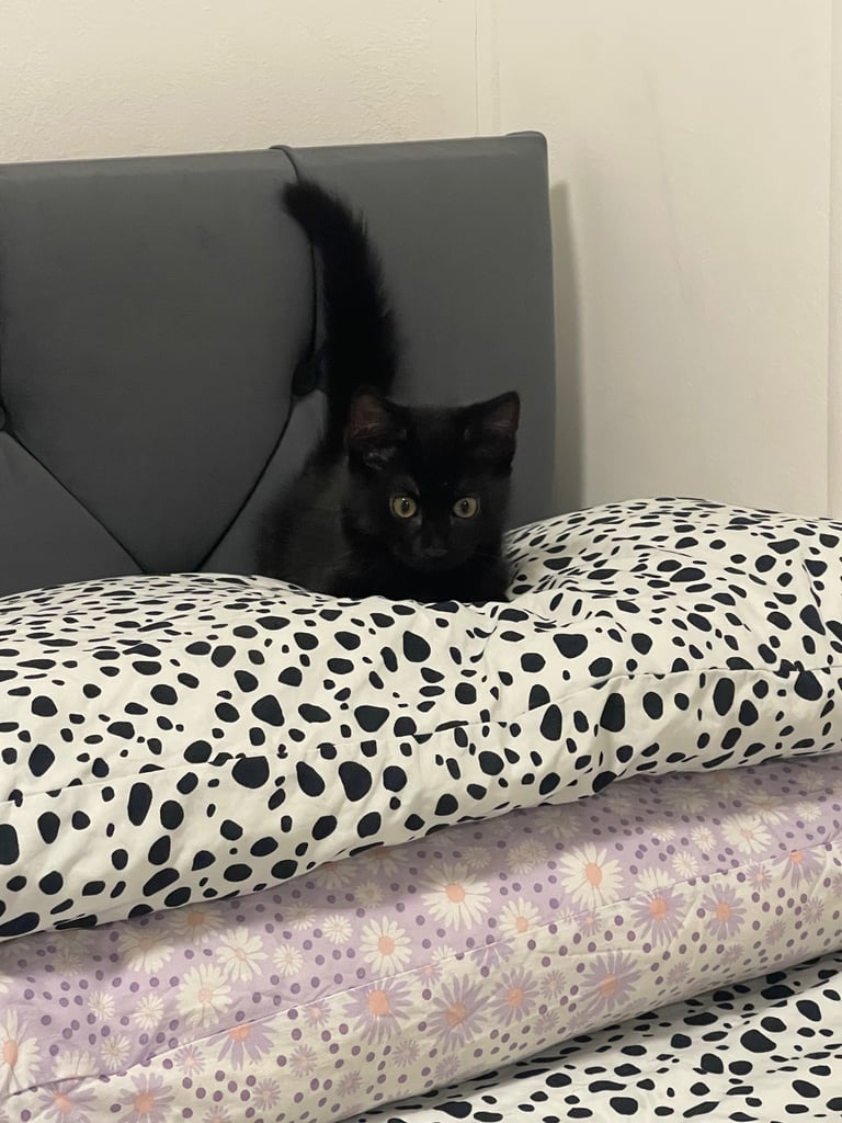 image for 3 month old boy kitten 