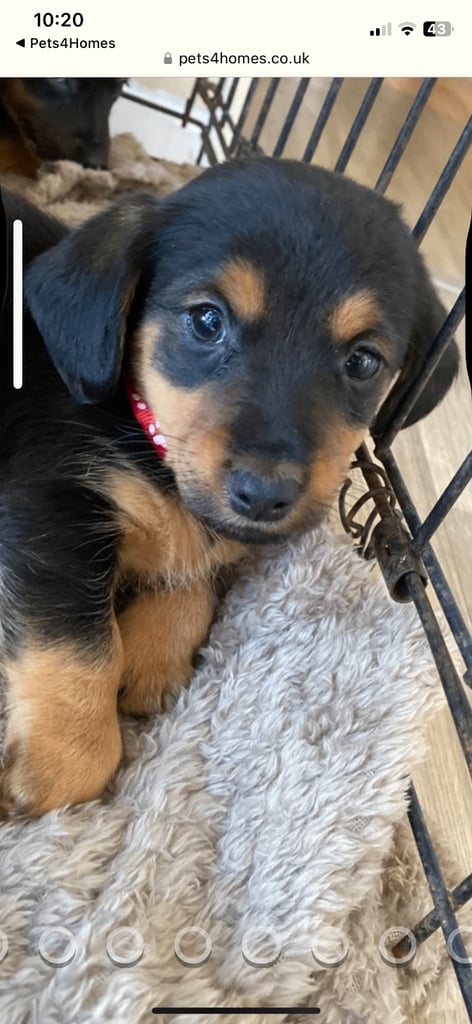 image for Dachshund x Yorkshire terrier 