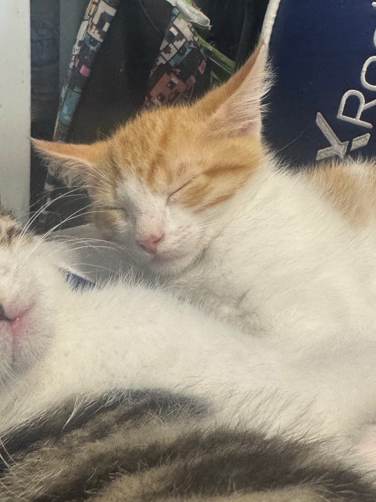 3 beautiful kittens looking for their forever homes