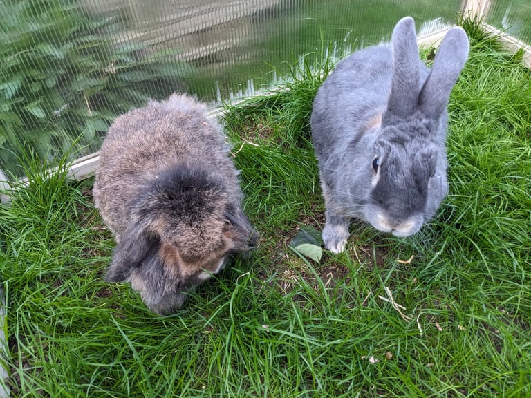 Rabbit and guinea pigs 