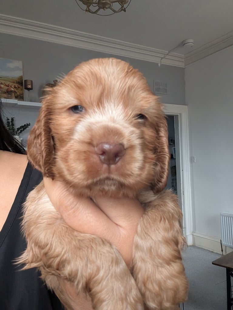 Pedigree Show cocker spaniels puppies 