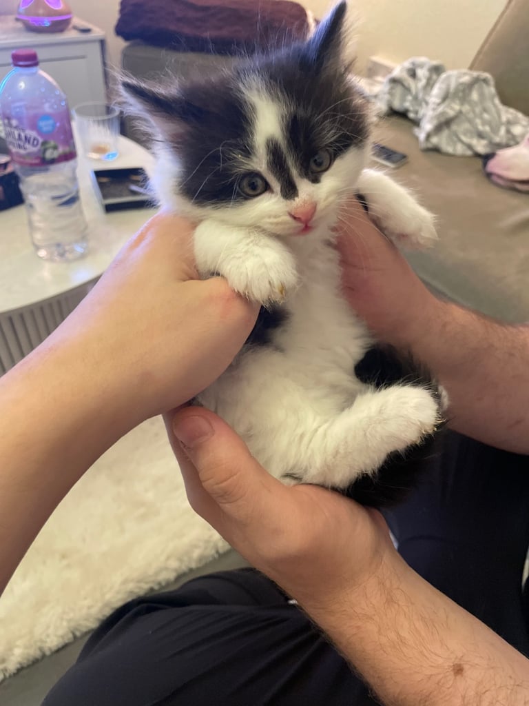Turkish black and white angora kitten 