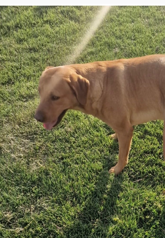 Beautiful Labrador puppies