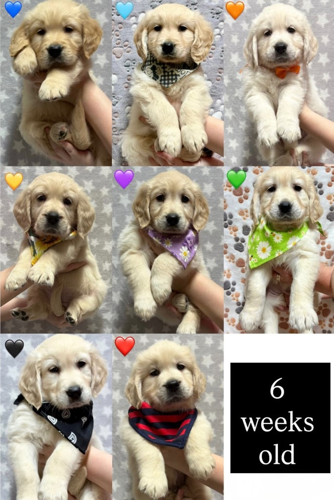 Golden Retriever puppies for sale 