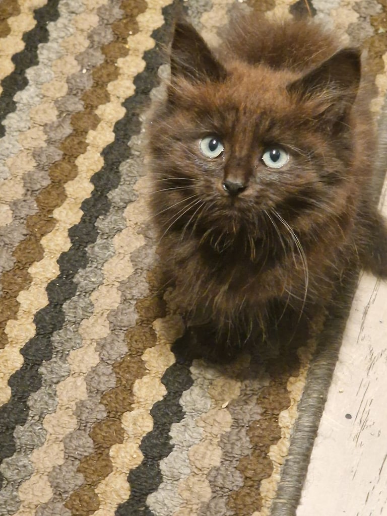 2 Orange ( Ginger ) kittens, boys , and 5 black ( persian ) kittens for sale 3 boys and 2 girls